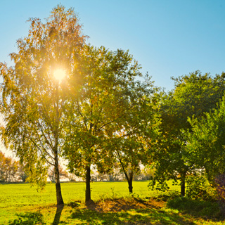 Gedenkbaum-Gruppe von  für Helmut Siebenhüner 
