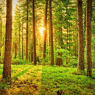 Gedenkwald von  für Angelika Langensiepen 